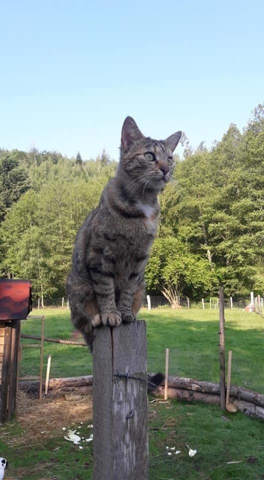 Willa La Gambas Des Bois Saint-Quirin Zewnętrze zdjęcie